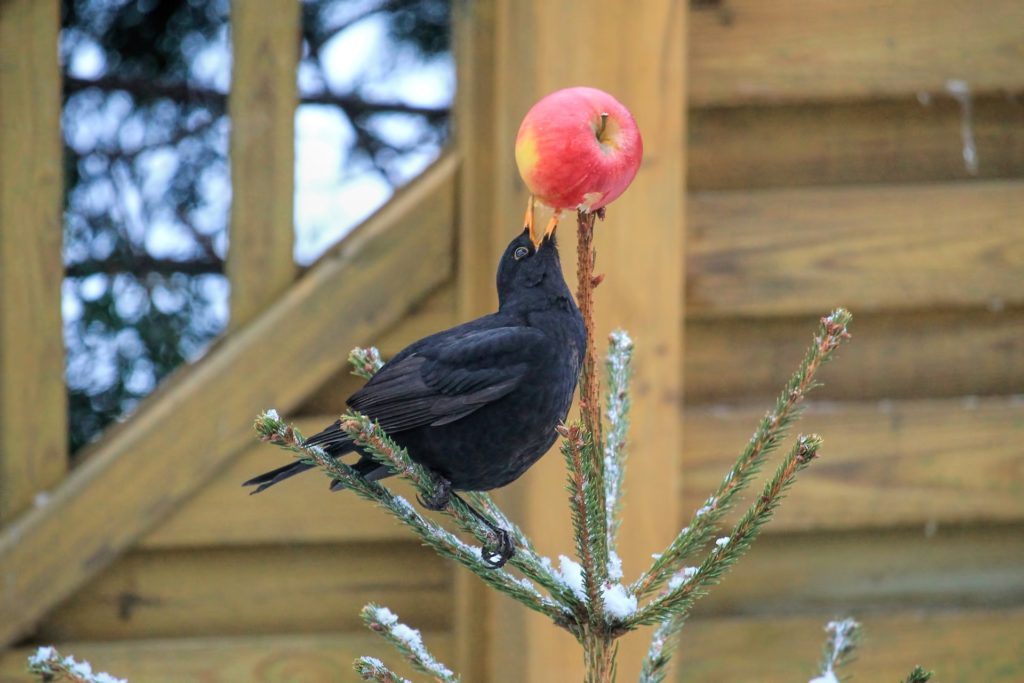 Acheter un sapin en pot pour Noël – Ecolozen