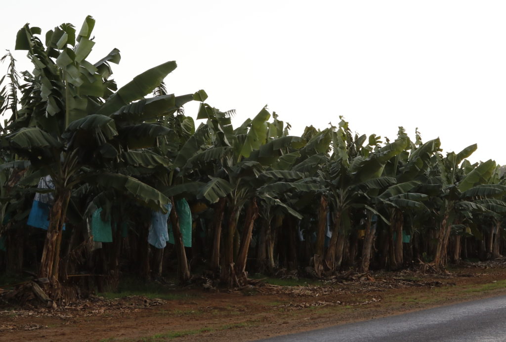Des Bananes Fraîches De La Plantation Sont Placées Dans La Cuisine