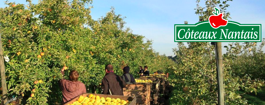 Production de pommes et poires en biodynamie : interview Les Côteaux Nantais