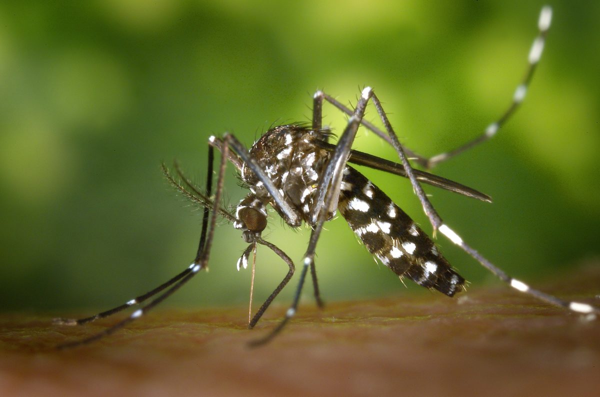 Se débarrasser des moustiques naturellement, sans insecticide