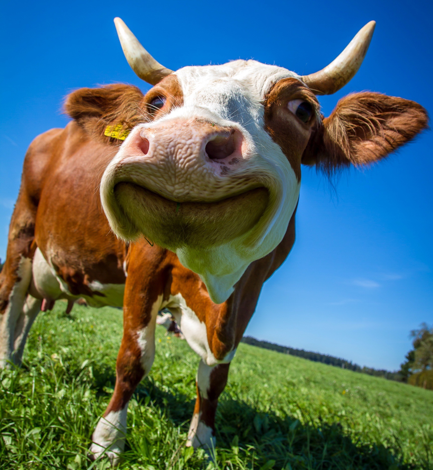 Счастливая корова